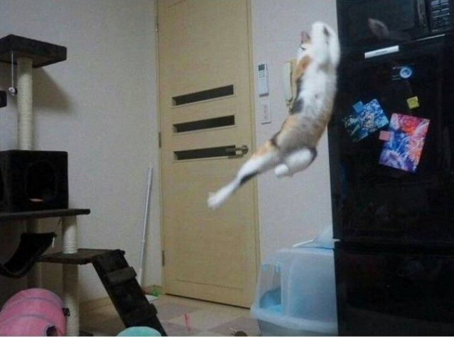  망한 고양이 사진.jpg