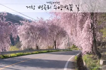 거창 수양벚꽃길 병곡마을 명소 맛집_7