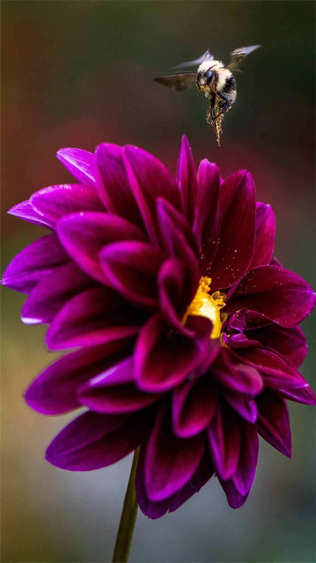 Dahlia Flower iPhone Wallpaper