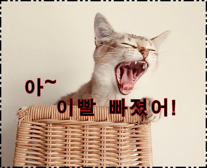  아탈구 외에 치아 외상 치료는 골든타임이 있다.