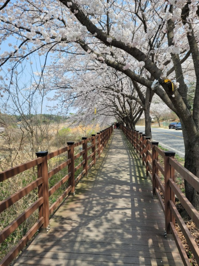 벚꽃 명소 추천
