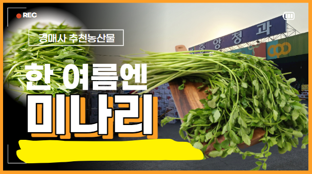  가락시장에는 어떤 미나리가 유통될까요?