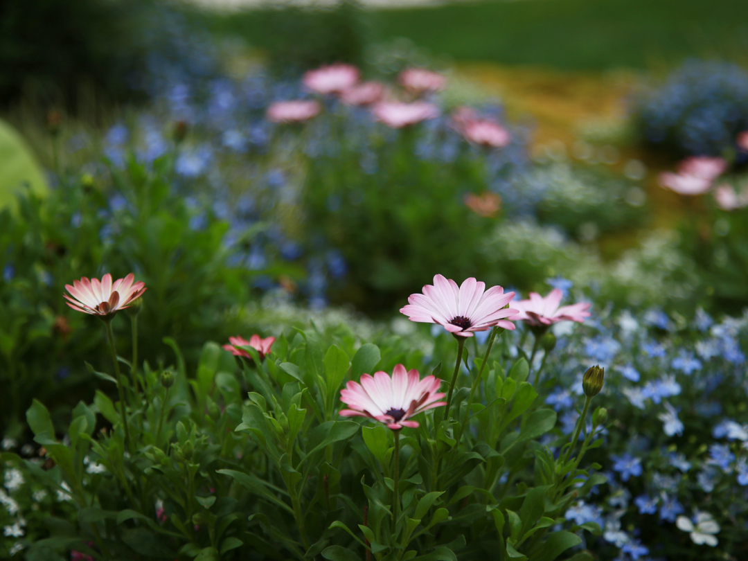 피어나네 픽사베이 에디터스 초이스에 선정된 무료 이미지 봄꽃사진