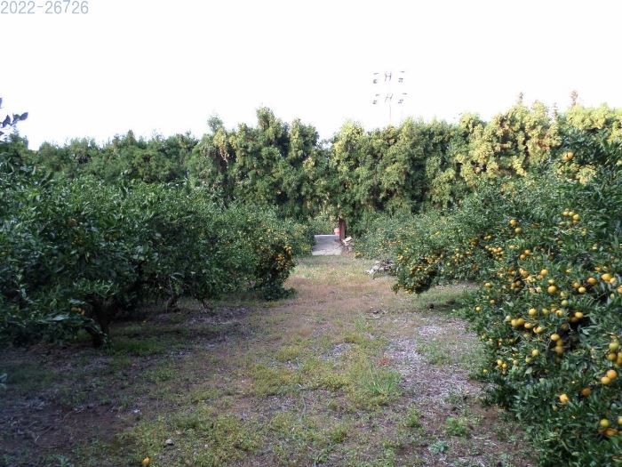 제주도 과수원 경매 감귤 농장 경매 서귀포시 안덕면 서광리 토지 경매 농지 경매 6