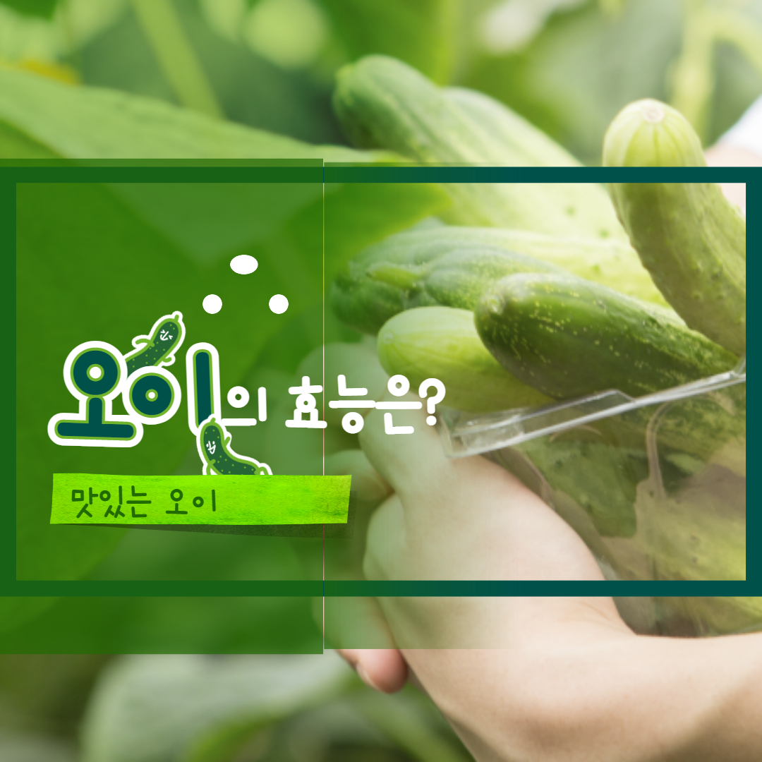  오이의 효능과 부작용 총 정리!