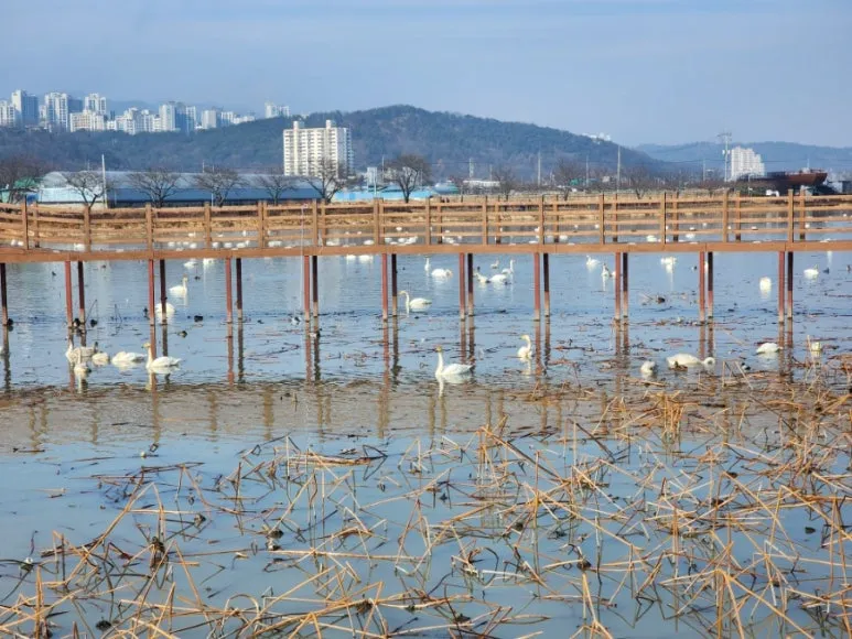 철새 고니의 활동 영역과 수명