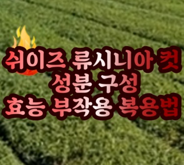 류시니아-컷-(Lusinia Cut)-내돈내산-후기