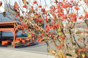 산수유 효능 10가지|부작용 19