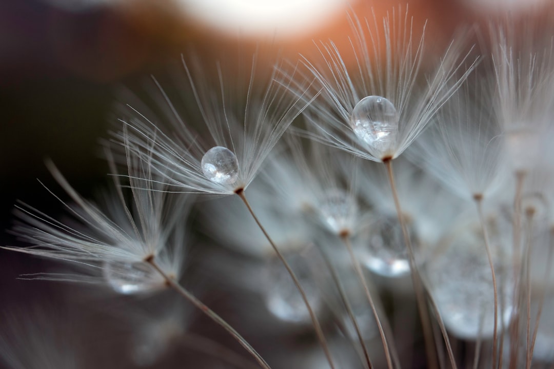 Dandelion