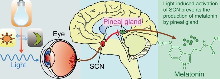 멜라토닌에 대하여