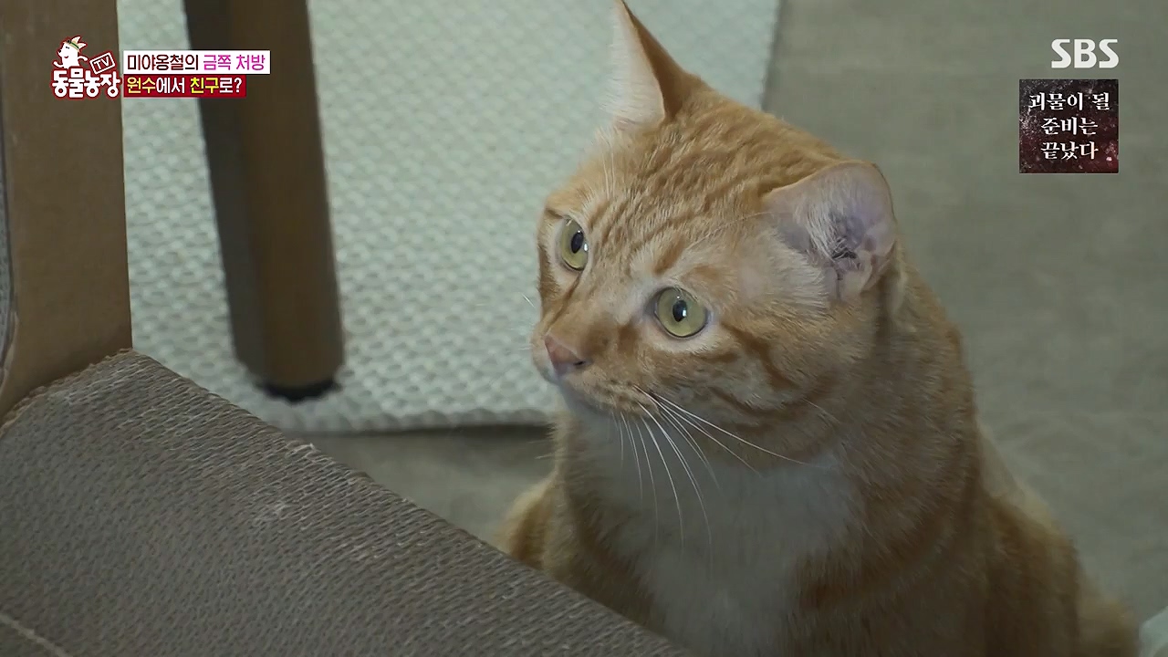 TV 동물농장.E1137.230911p-NEXT.mp4_20230910_183220.963.jpg