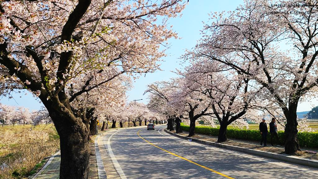 2023-강릉경포-벚꽃축제