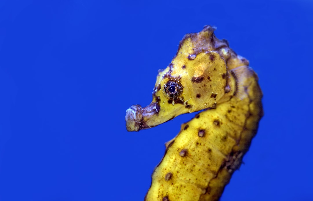 Hippocampus
