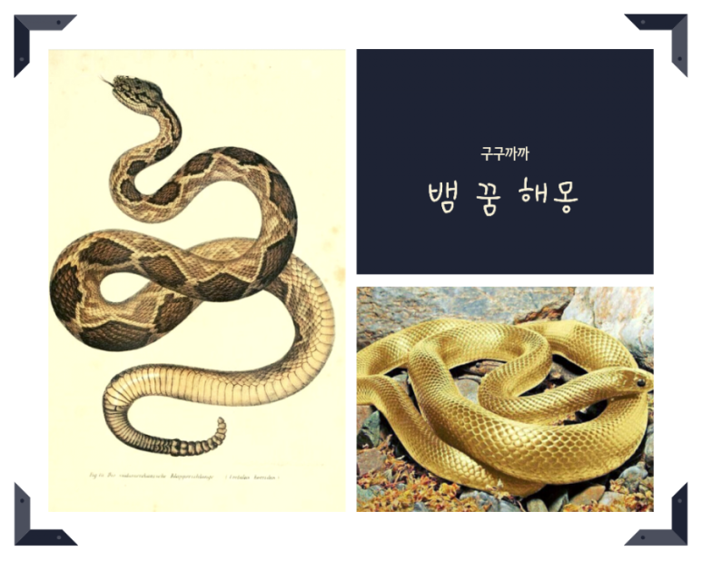  뱀 죽이기 꿈 뱀 죽이기 꿈 엄청 큰 뱀 꿈 작은 뱀 꿈) 뱀을 죽이는 꿈 5개의 개문