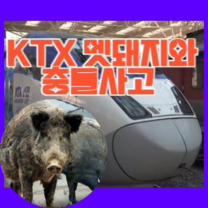 KTX멧돼지충돌