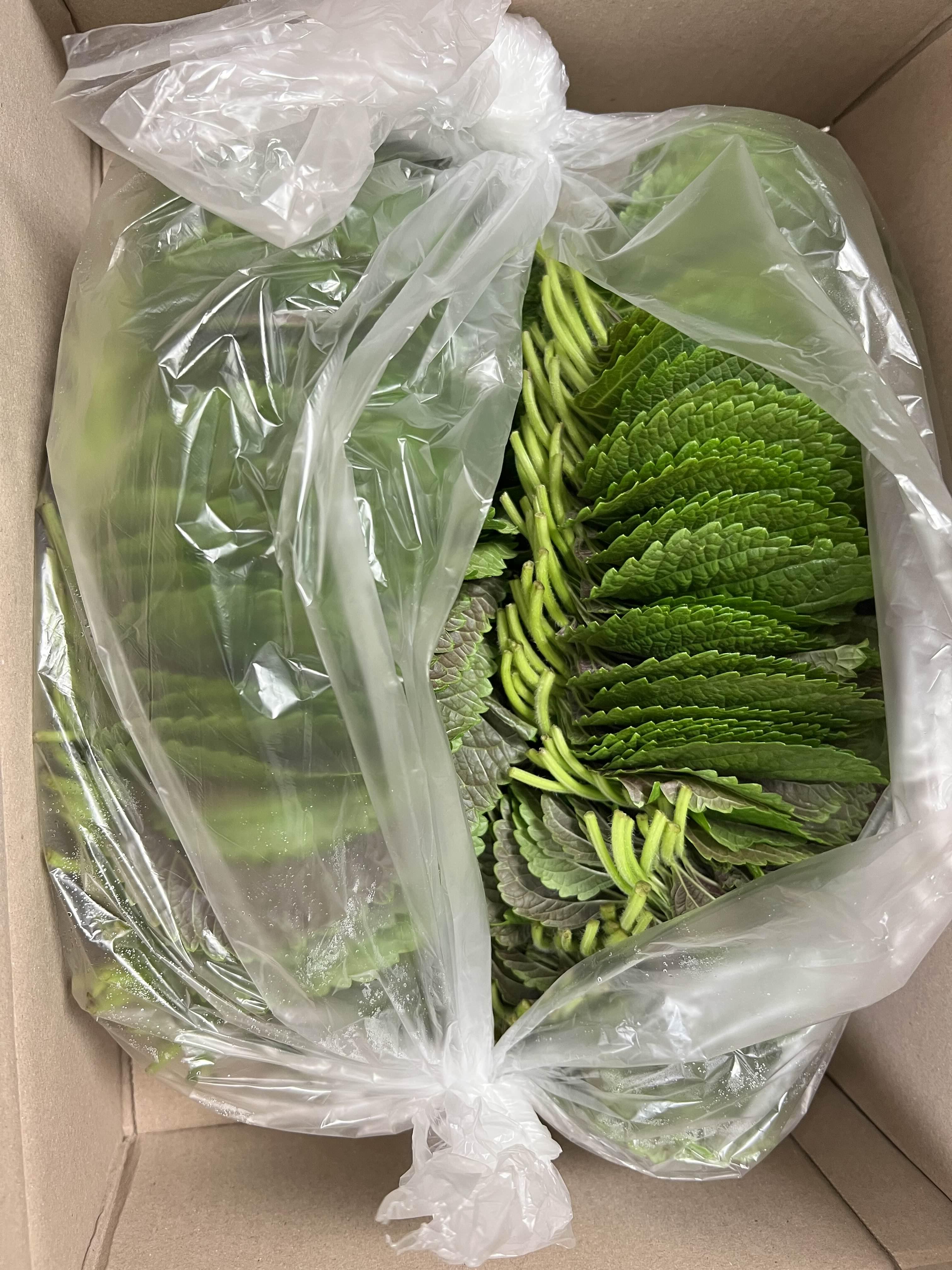  깻잎 오래 보관 하는 법과 싸게 구매하는 방법