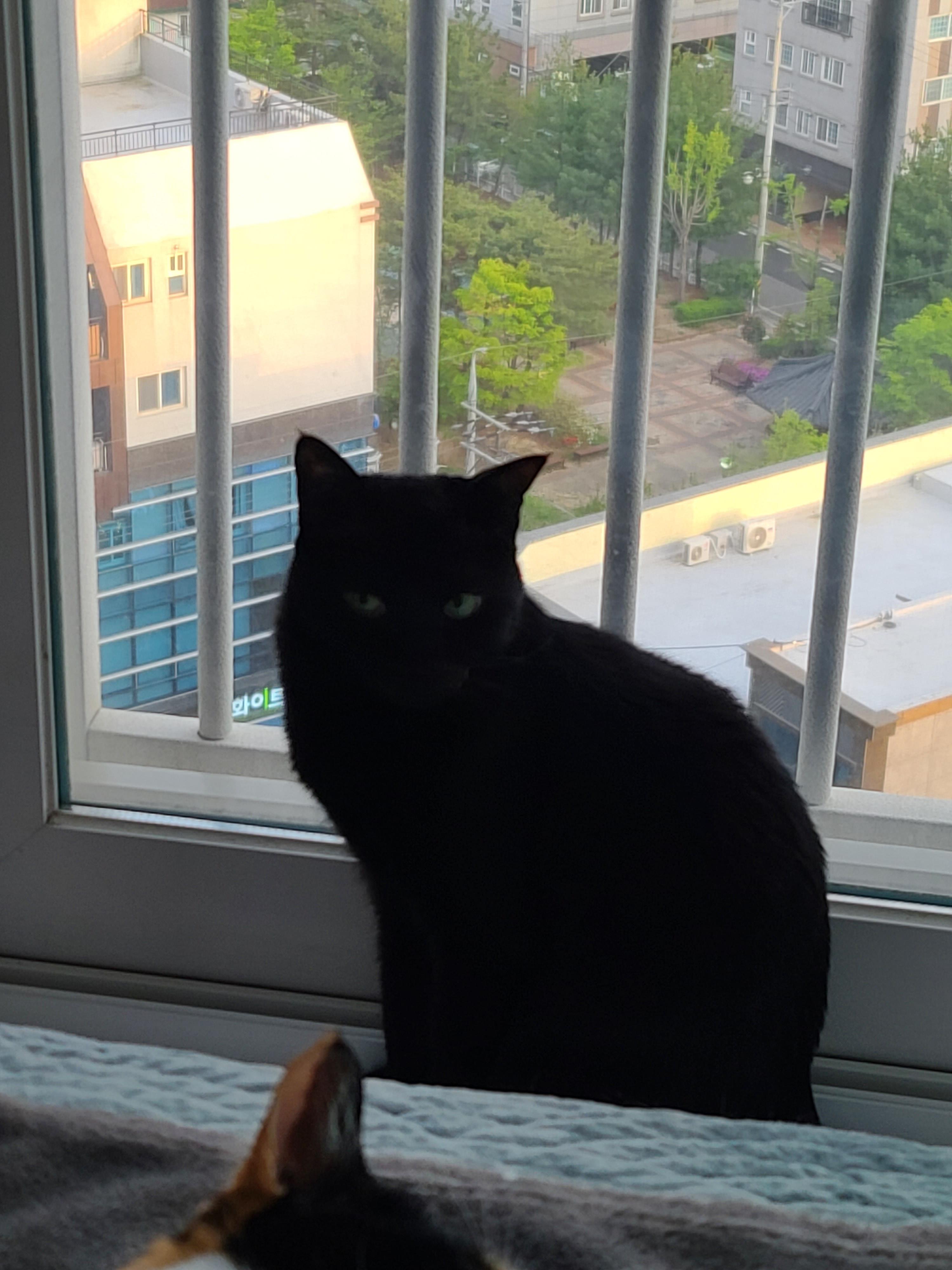 창밖구경을 좋아하는 고양이들의 낙상사고와 가출 예방을 위한 방묘창의 필요성.