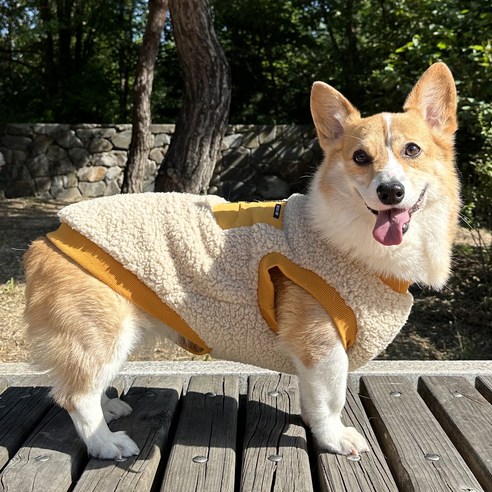 산책중인 웰시코기
