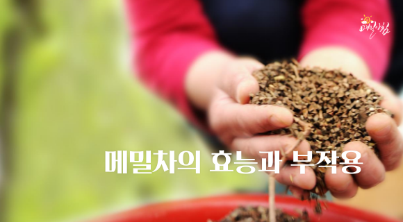  [매일아침좋은글] 메밀차의 효능과 부작용