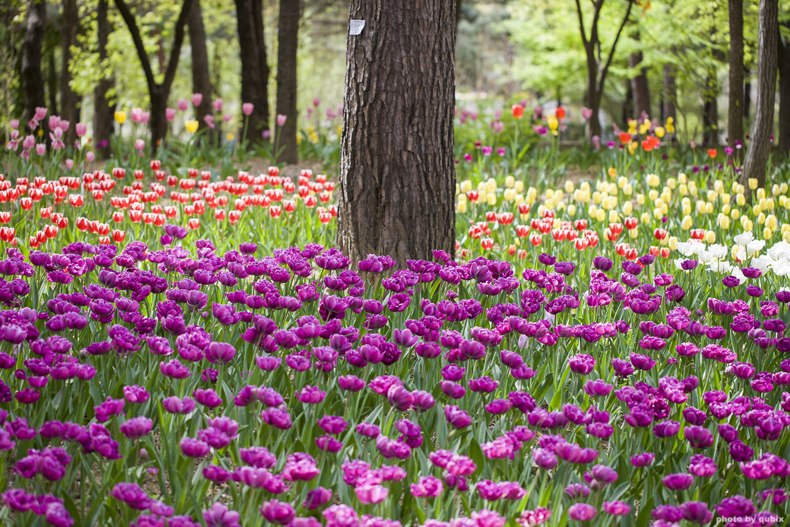 벚꽃 뒤의 튤립, 서울 성수동 튤립명소 '서울숲' 12