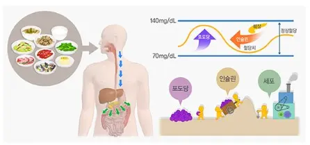 음식섭취후 혈당 변화