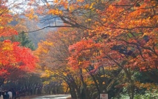 내장산 단풍시기와 내장산 단풍 절정시기를 만나보고 여행계획 세우세요 내장산 단풍시기와 내장산 단풍 절정시기를 만나보고 여행계획 세우세요