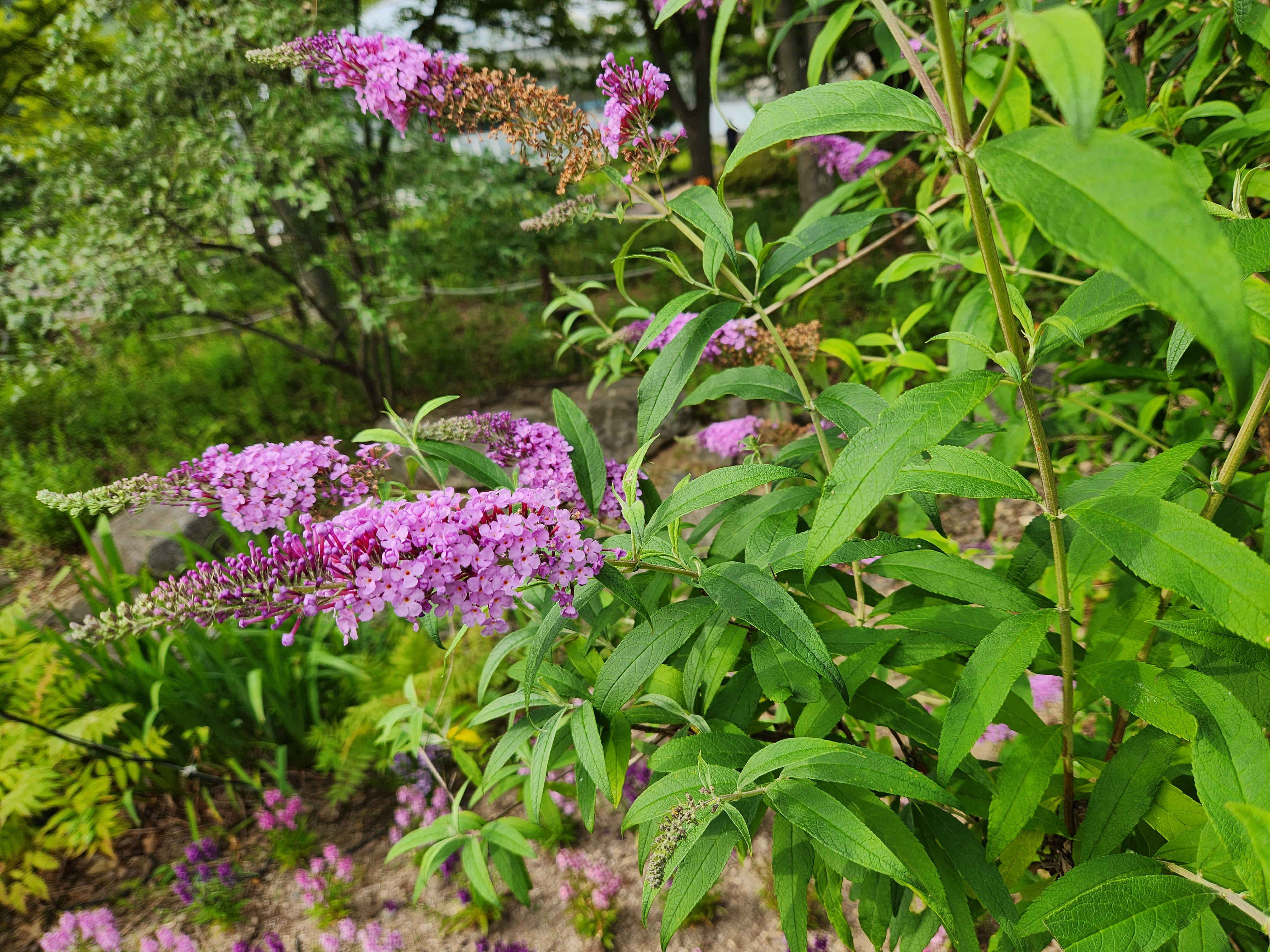 부들레야(Buddleia)