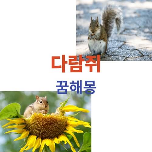 다람쥐-꿈-해몽-풀이-종류