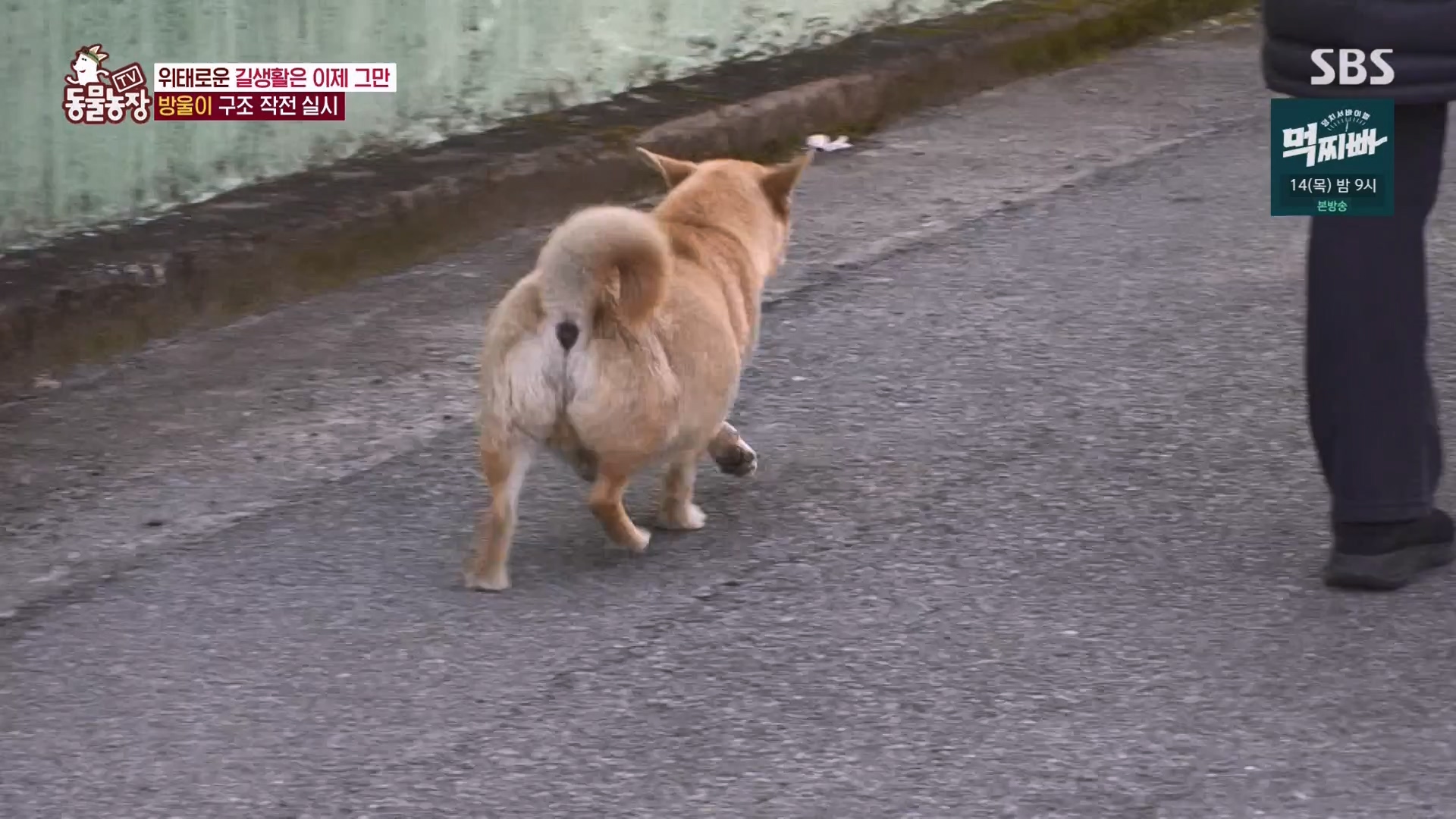 TV 동물농장.E1162.240310p-NEXT.mp4_20240310_162848.013.jpg