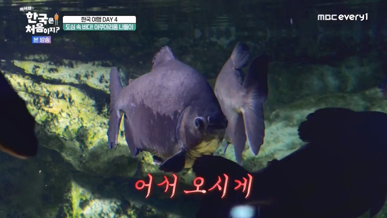 어서와 한국은 처음이지 시즌2.E283.231006p-NEXT.mp4_20231006_203352.514.jpg