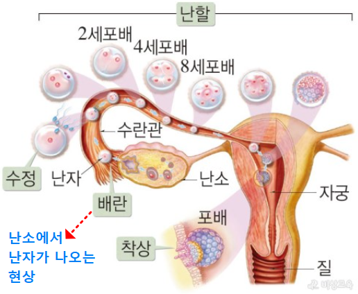 수정과정