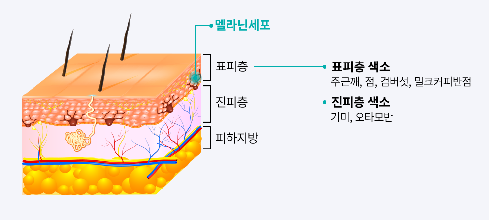 멜라닌 세포