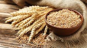 곡물 종류 영어로 - 쌀, 보리, 옥수수, 귀리 등등...