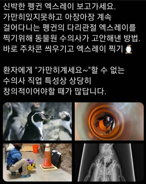  펭귄 엑스레이 찍는 방법