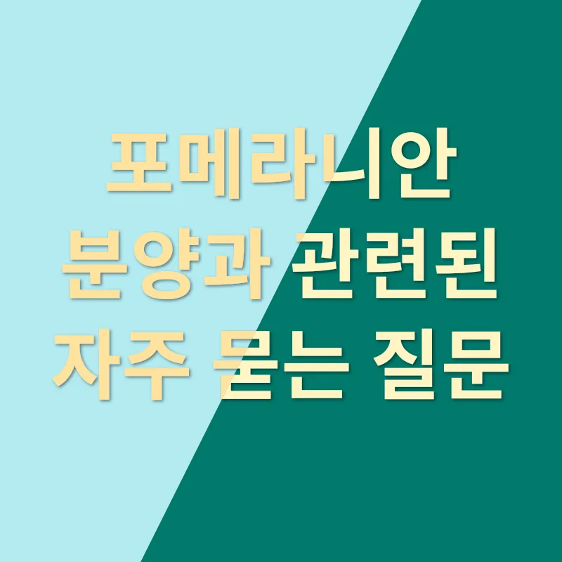 포메라니안 분양_4