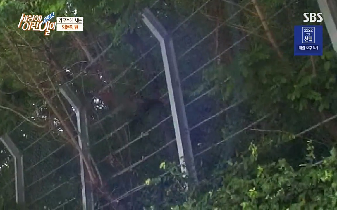 순간포착 세상에 이런일이.E1182.220532p-NEXT.mp4_20220601_173145.621.jpg