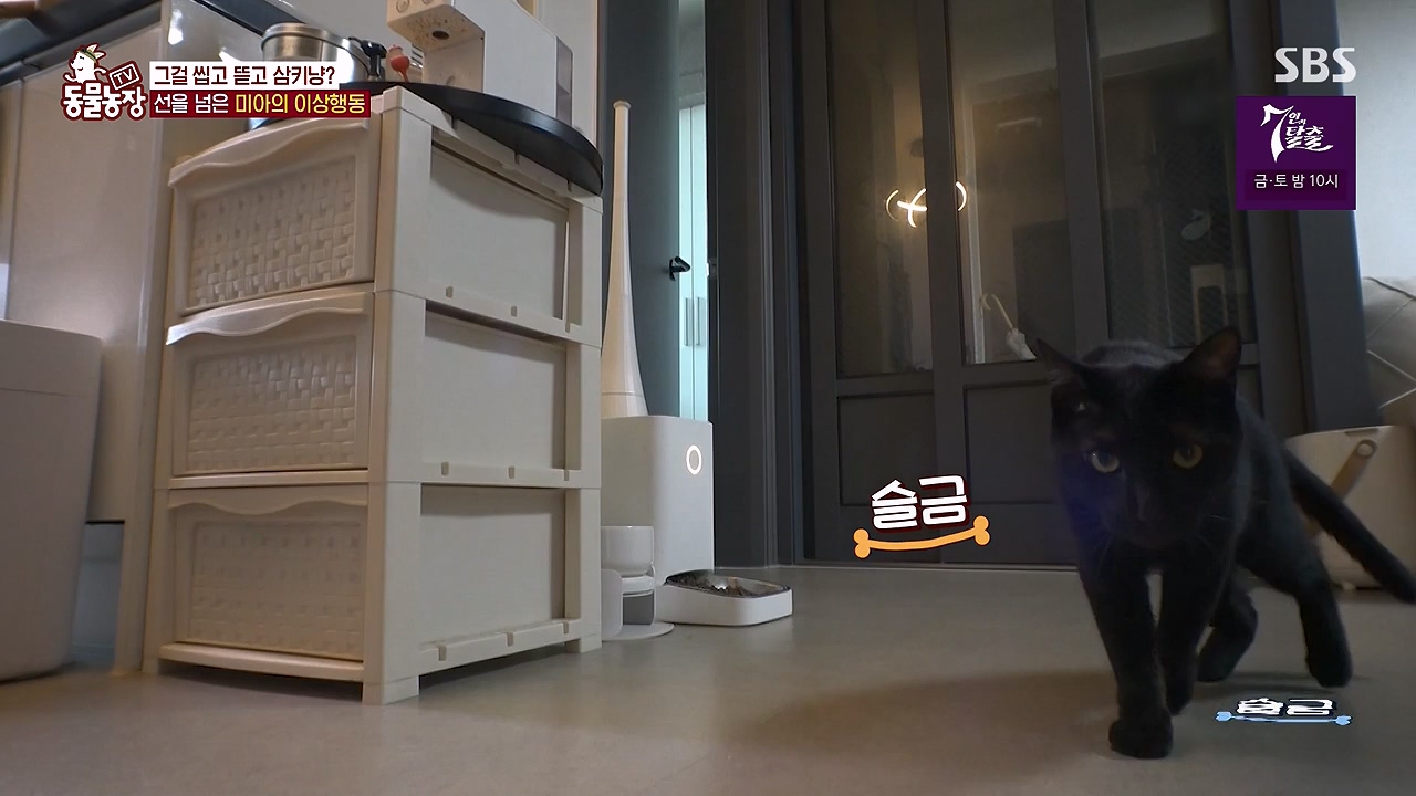 TV 동물농장.E1138.230918p-NEXT.mp4_20230917_174238.570.jpg