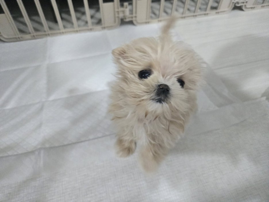 우리아리 이미지