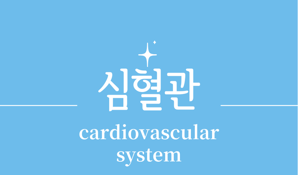 '심혈관(cardiovascular system)'