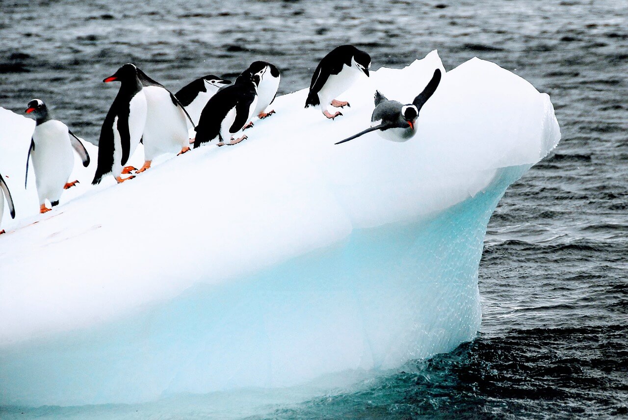 빙하 위에서 다이빙 하는 퍼스트 펭귄을 구경하는 추종자 팽귄들