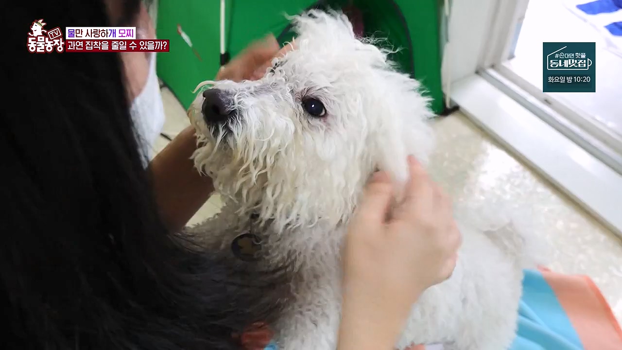 TV 동물농장.E1137.230911p-NEXT.mp4_20230910_183210.069.jpg