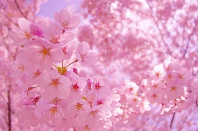 분홍색 벚꽃으로 가득찬 하늘