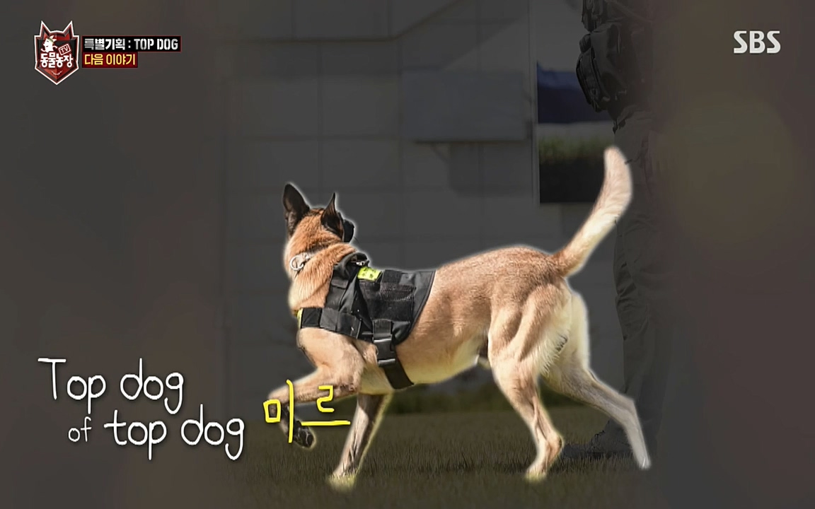 TV 동물농장.E1085.220905p-NEXT.mp4_20220904_173304.647.jpg