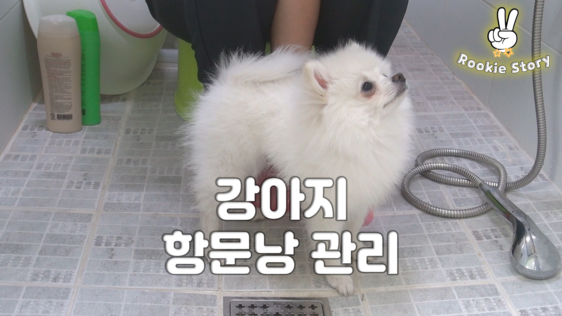  애견 셀프 미용 강아지 항문낭 짜는 방법