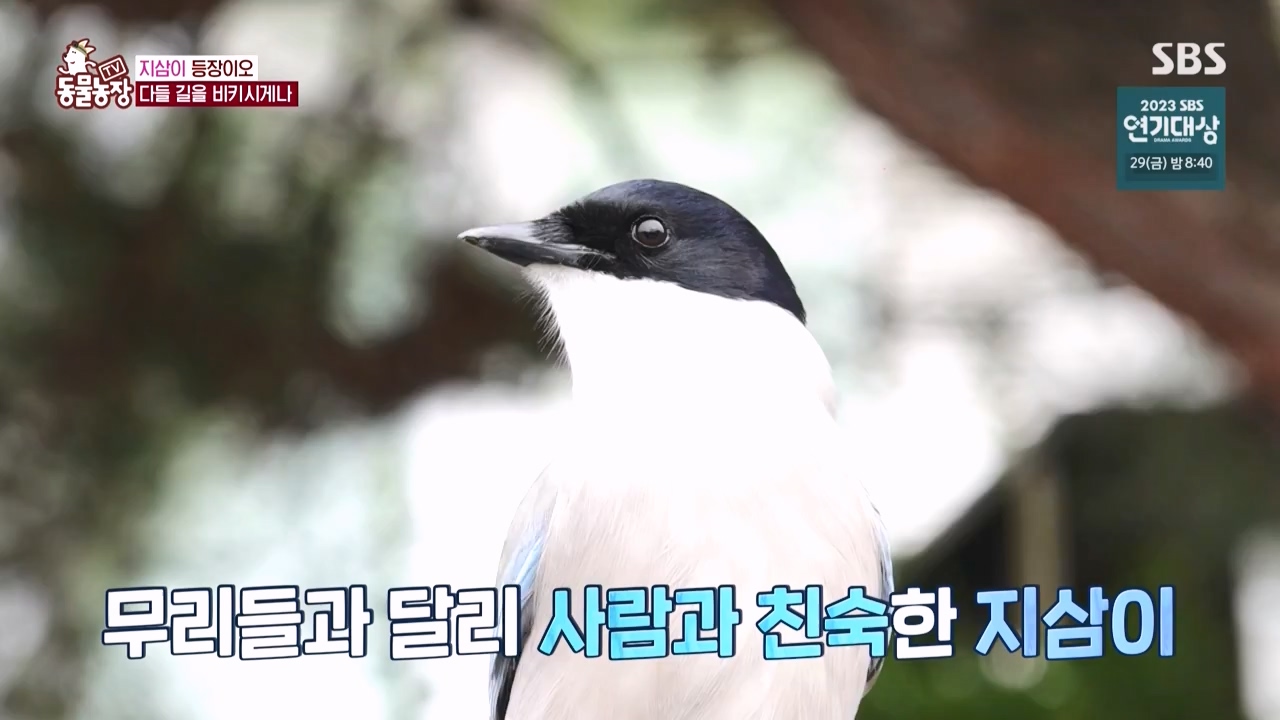 TV 동물농장.E1150.231218p-NEXT.mp4_20231217_171353.486.jpg