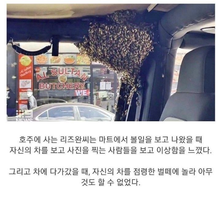  호주 마트 주차장 꿀벌테러사건