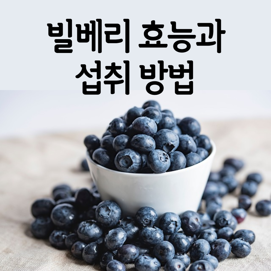  빌베리 효능 제대로 알아봐요