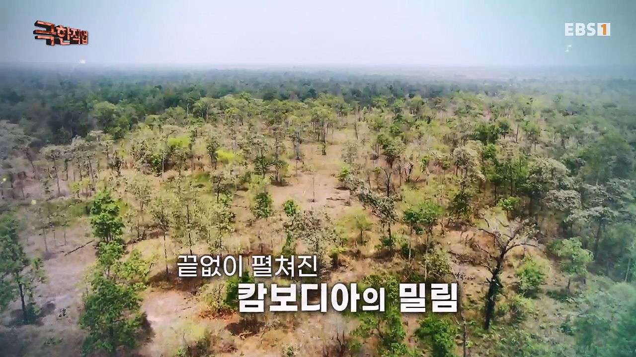 TV - 전 국민의 평생학교 EBS캄보디아 - 독충을 잡는 사람들.mp4_20230501_170527.649.jpg