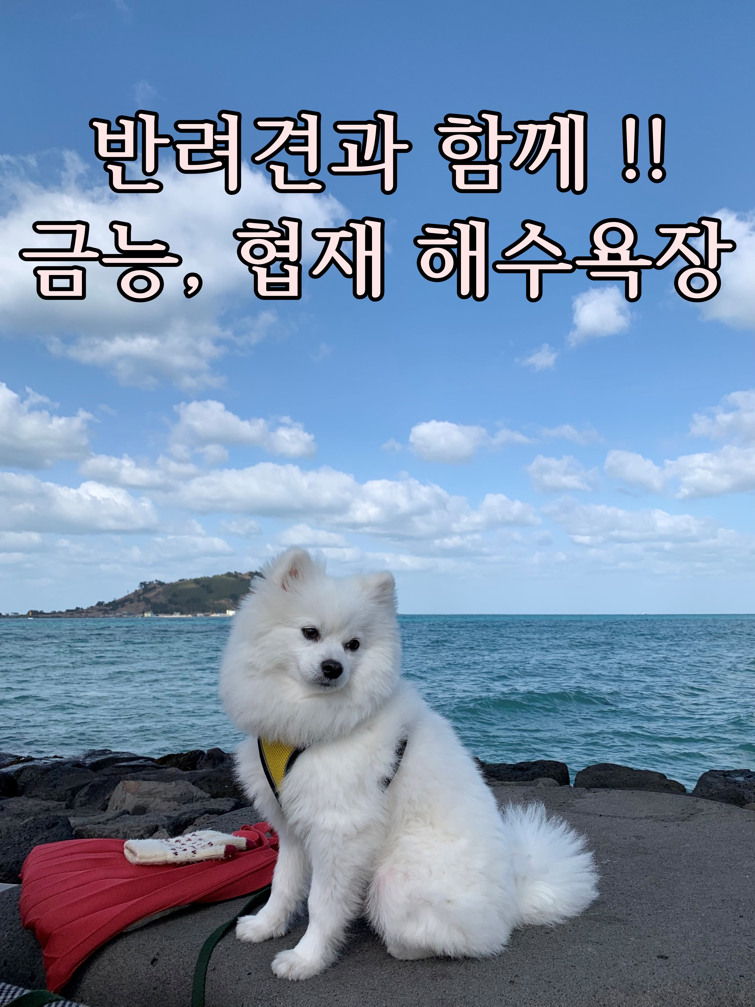  [제주애견동반] 반려견과 함께가는 협재 해수욕장, 금능 해수욕장