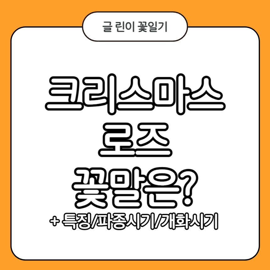 크리스마스 로즈 꽃말